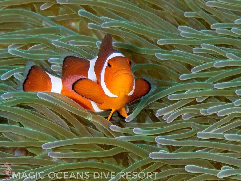 Magic Oceans Dive Resort Anda  Exterior photo